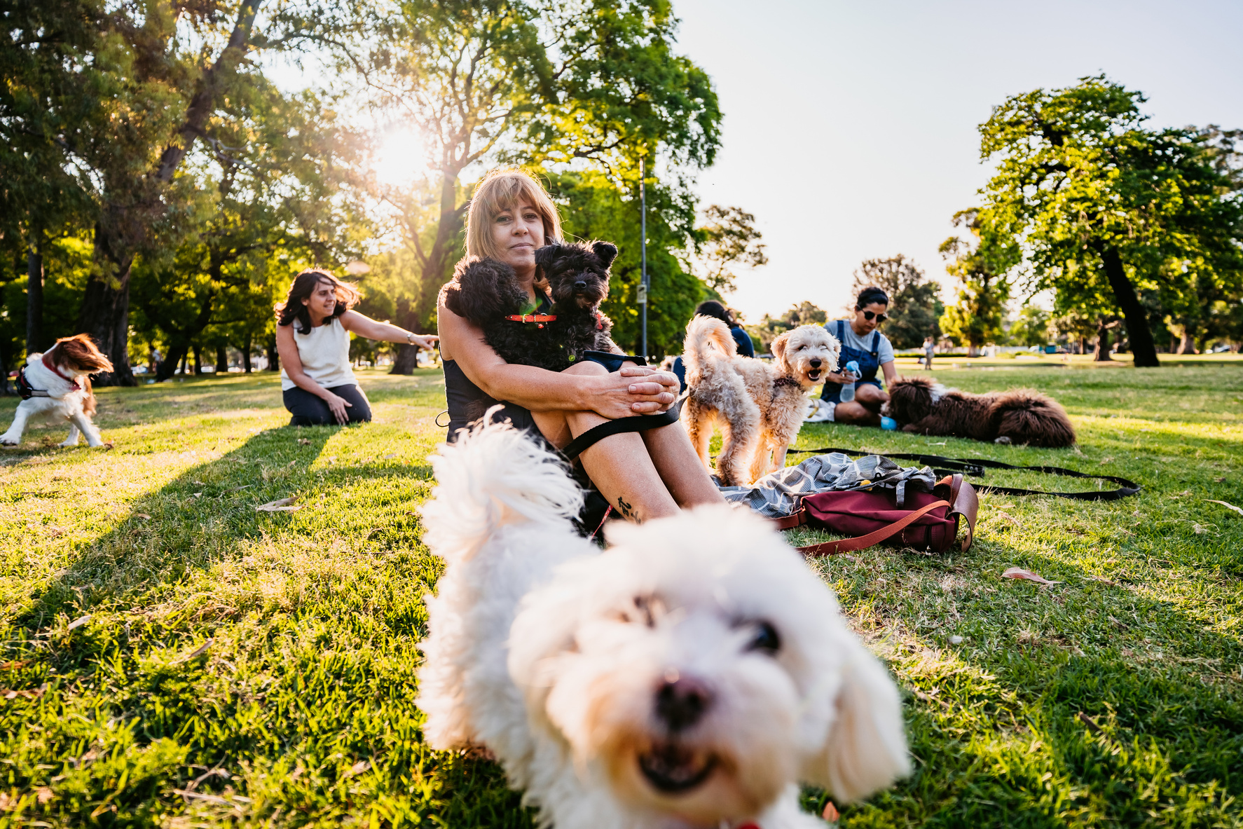 Group of people with dogs in park